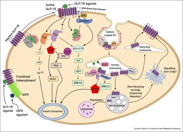 Molecular structure of GLP-1 and glucagon receptors
